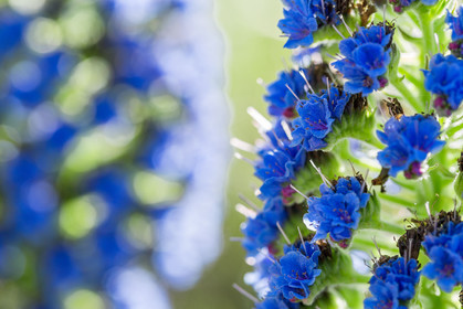 Flore Méditerranéenne