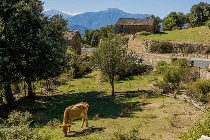 Morosaglia