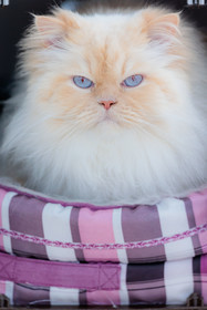 Chat