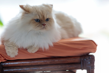 Chat