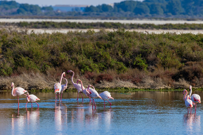 Flamant rose