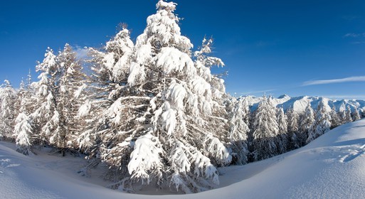 Arbres enneigés