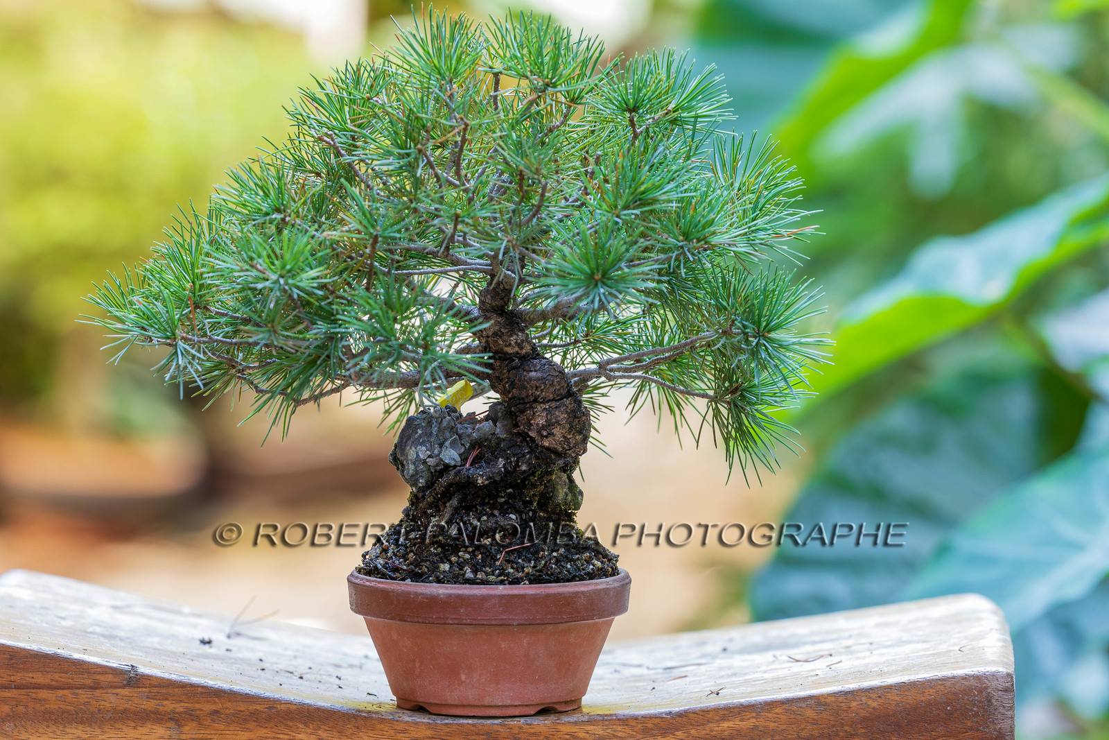 Alpes-Maritimes (06) Nice, Bonsaï,