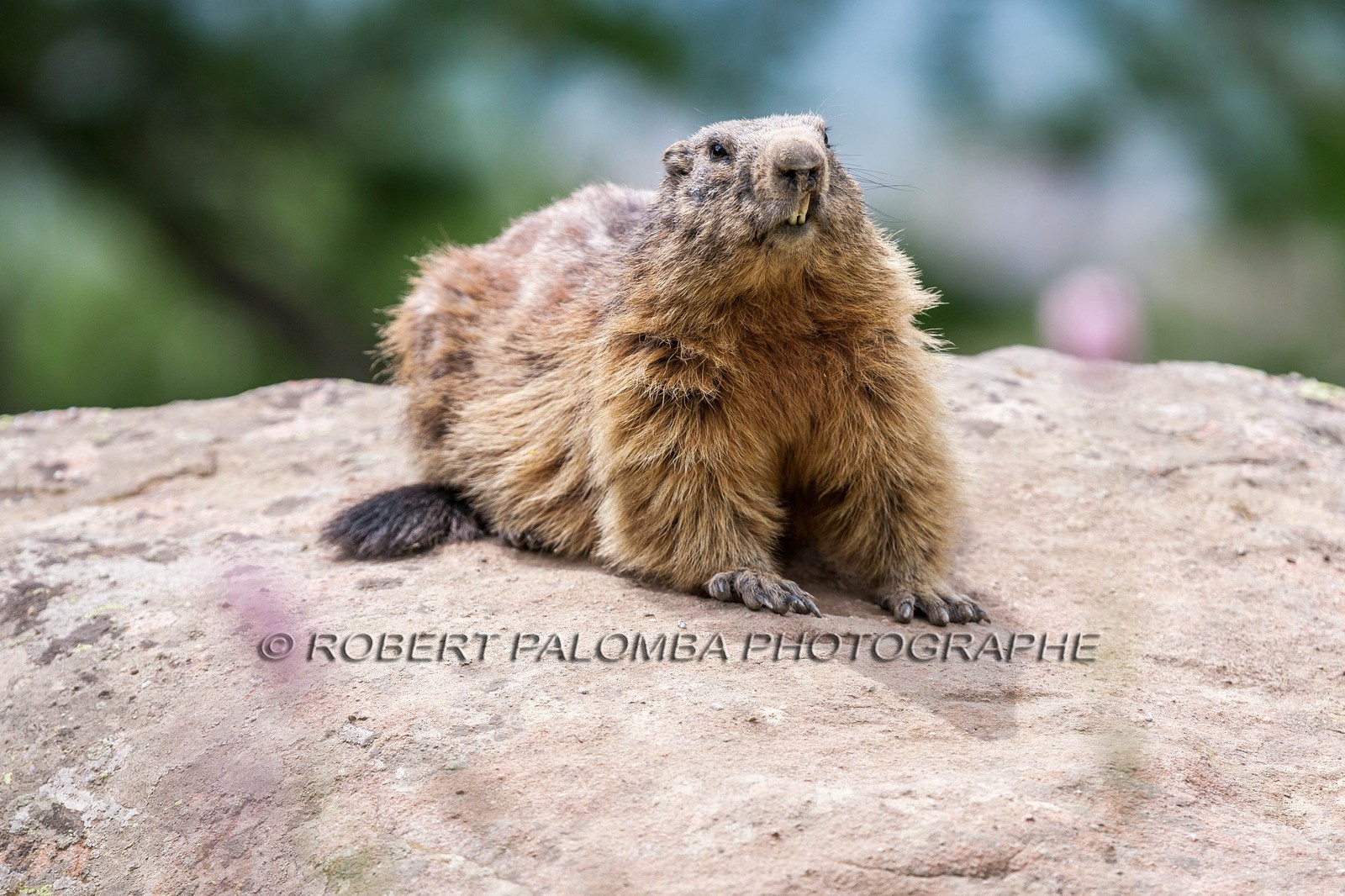 Marmotte, Marmota