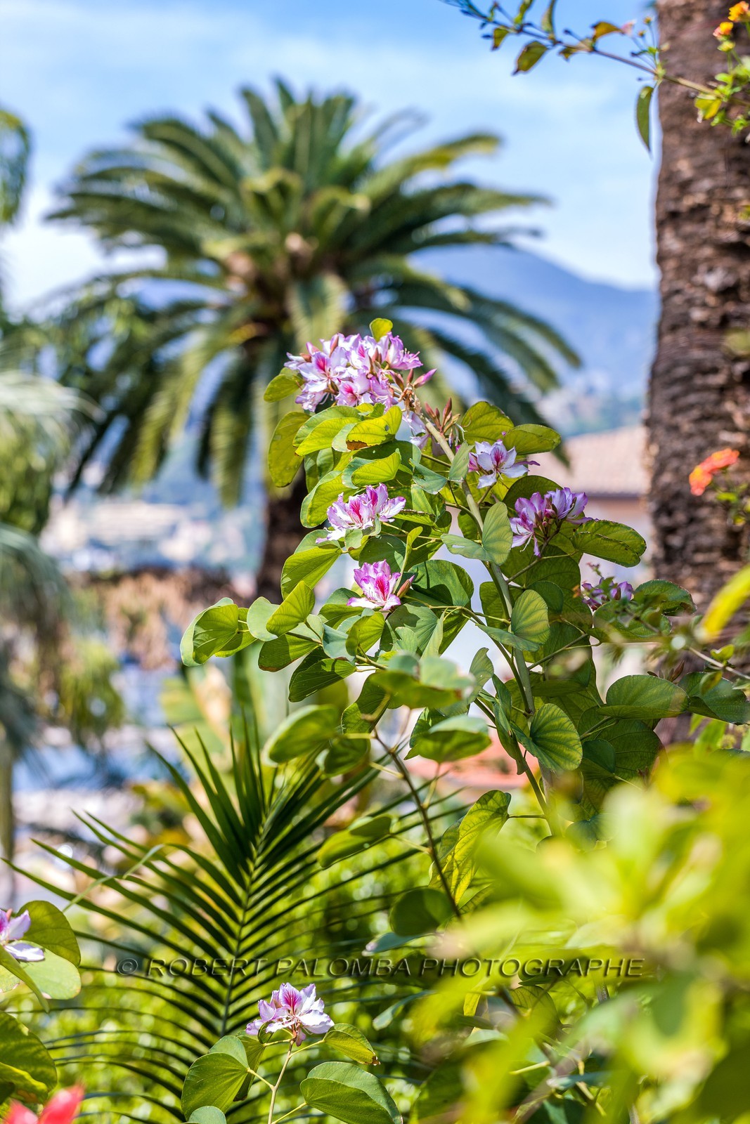 Arbre à orchidées; Bauhinia