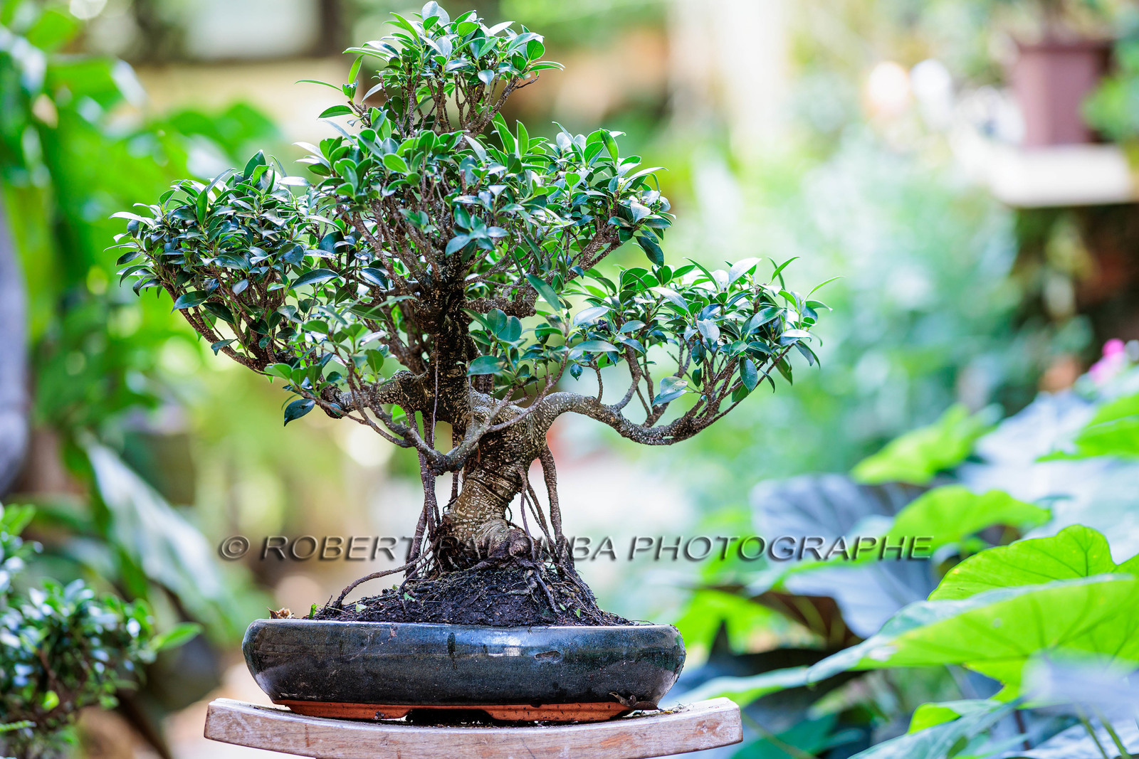 Bonsai Center