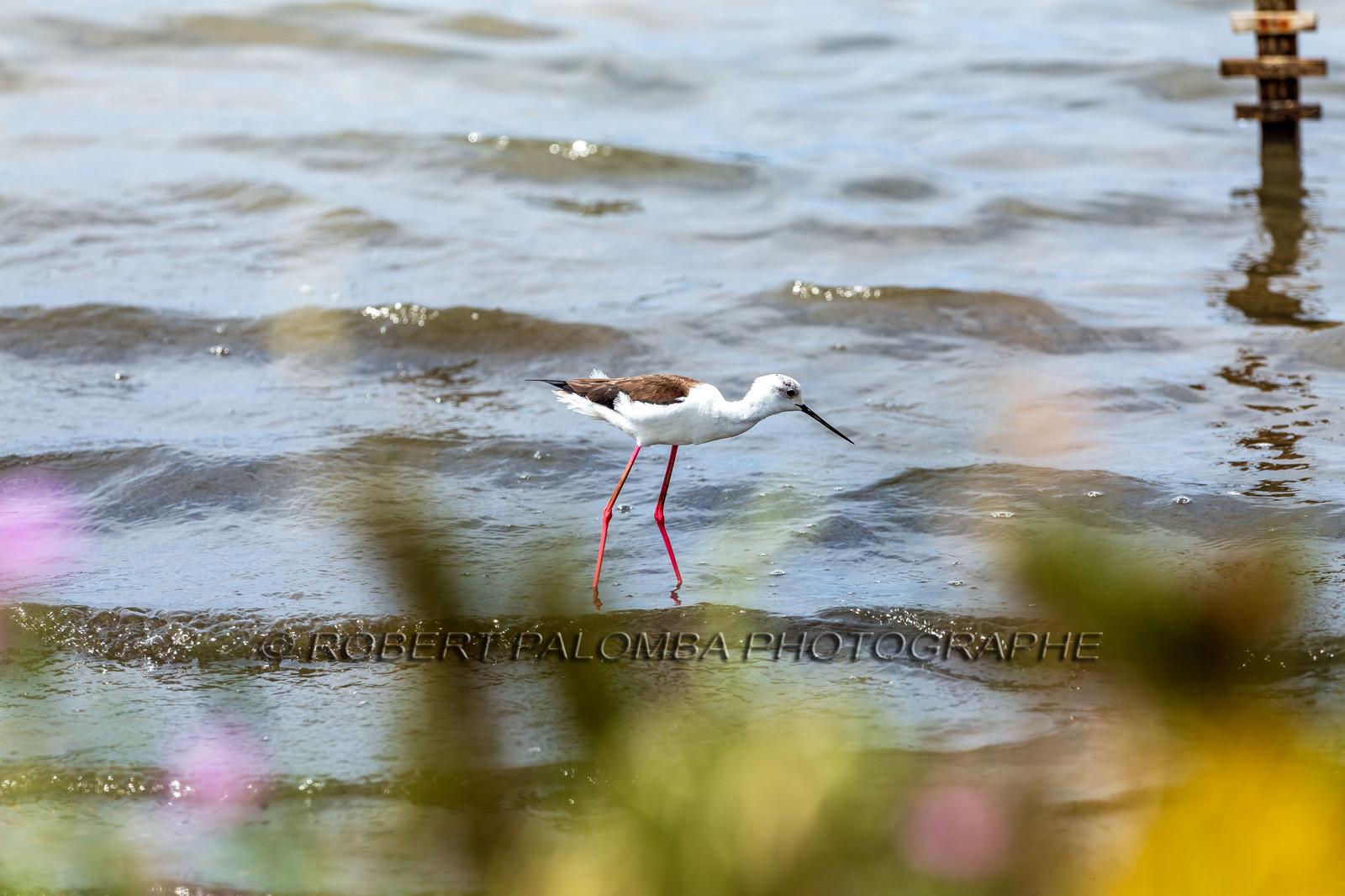 Salins d'Hyères