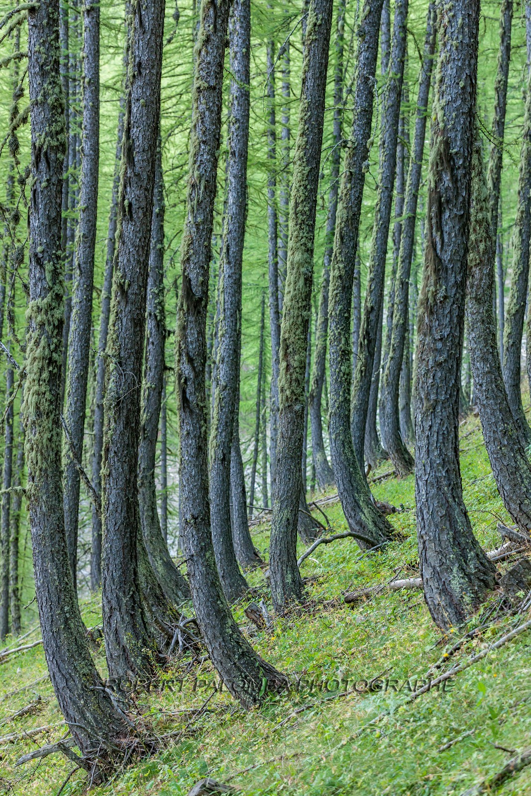 Rando Vtt Lacs de Lignin