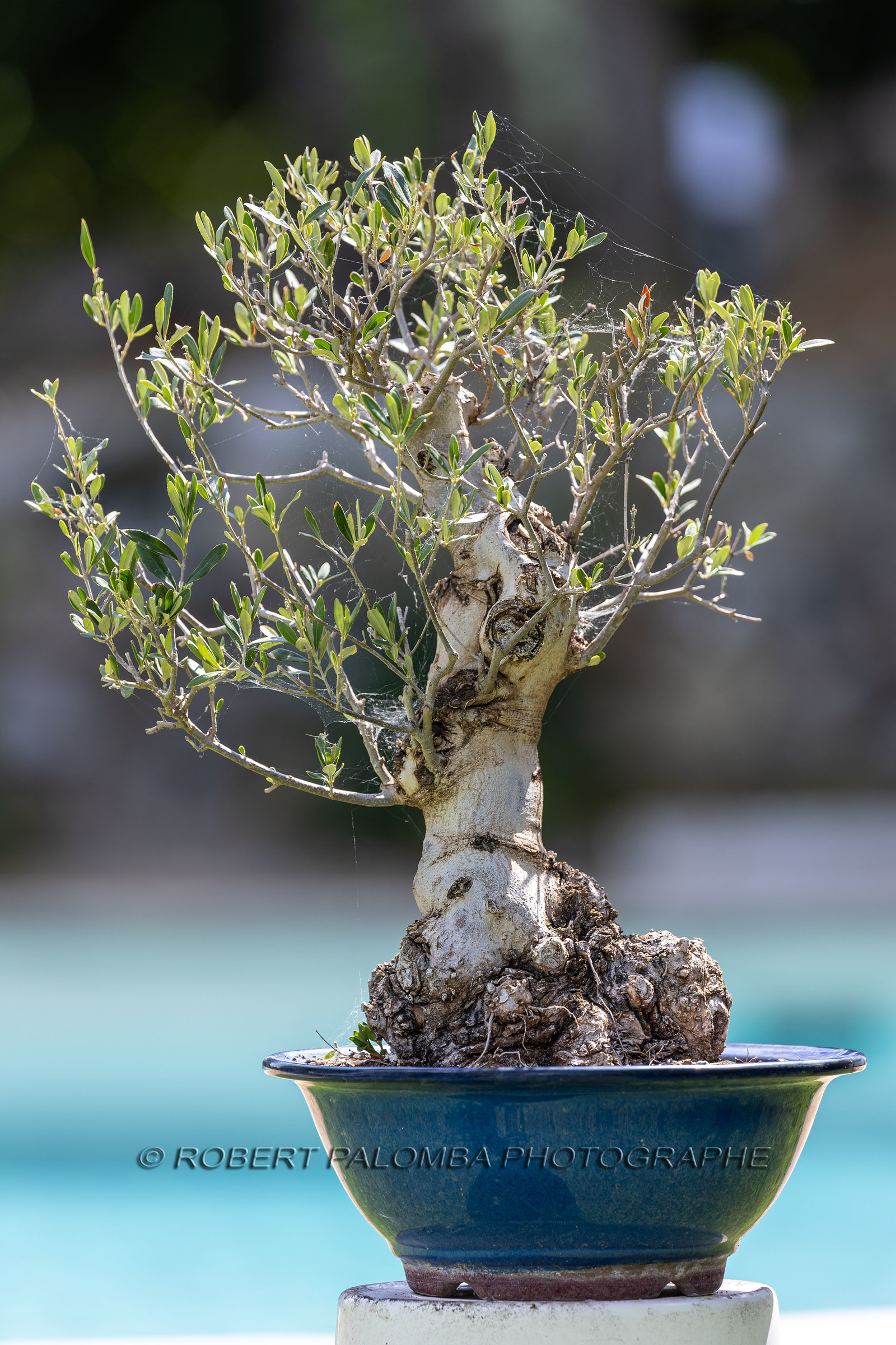 Bonsai Olivier