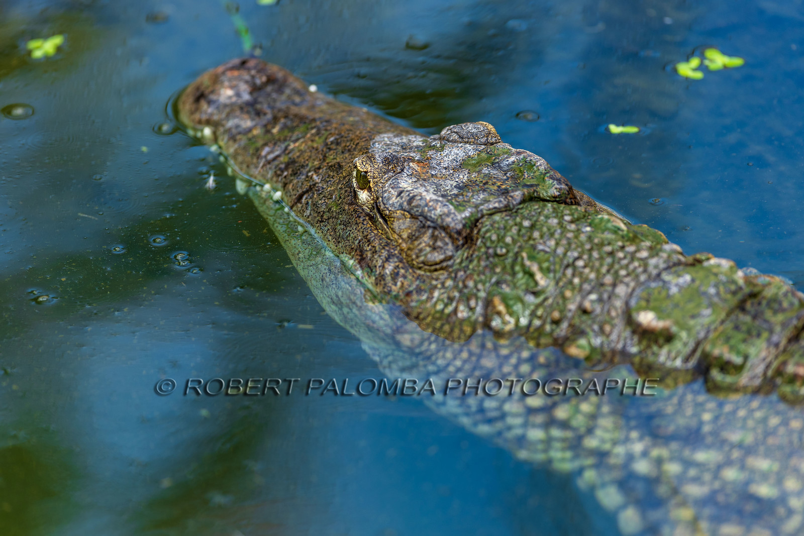 La Ferme aux crocodiles