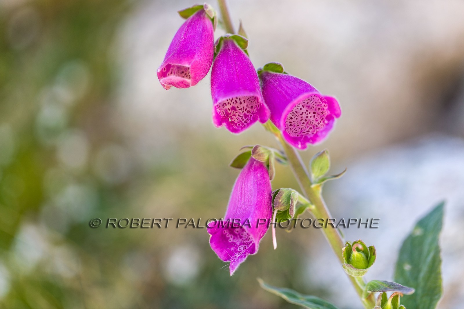 Digitale sauvage, Digitalis purpurea
