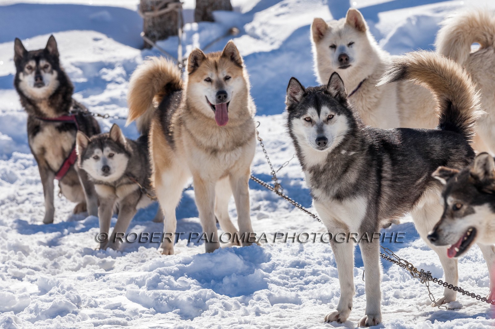 Chiens de traineau