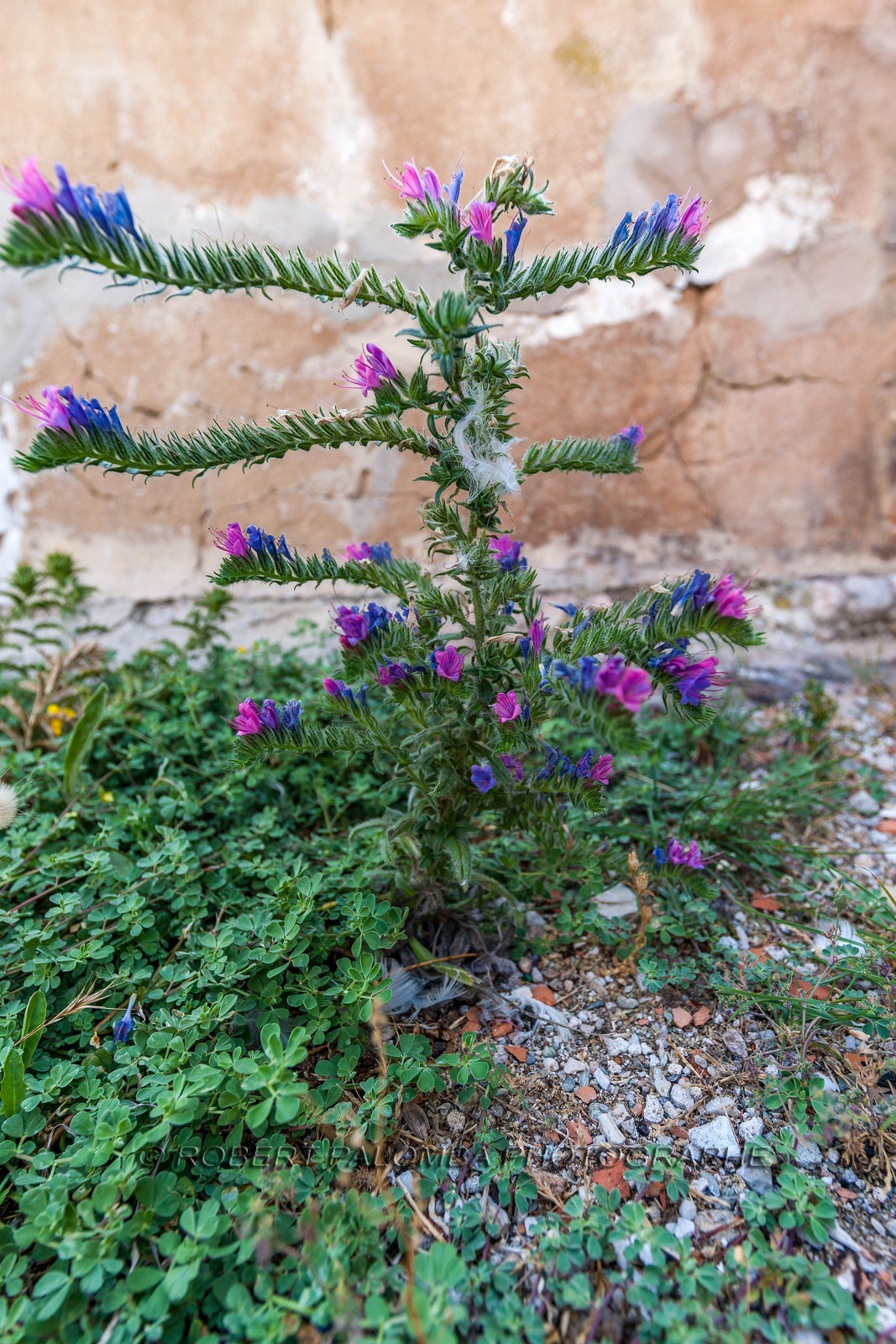 Six-Fours-les-Plages