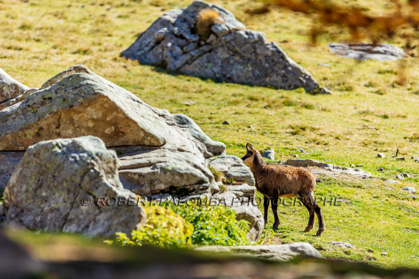 Chamois, Rupicapra rupicapra
