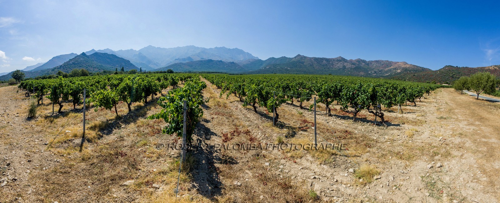 Vignoble corse