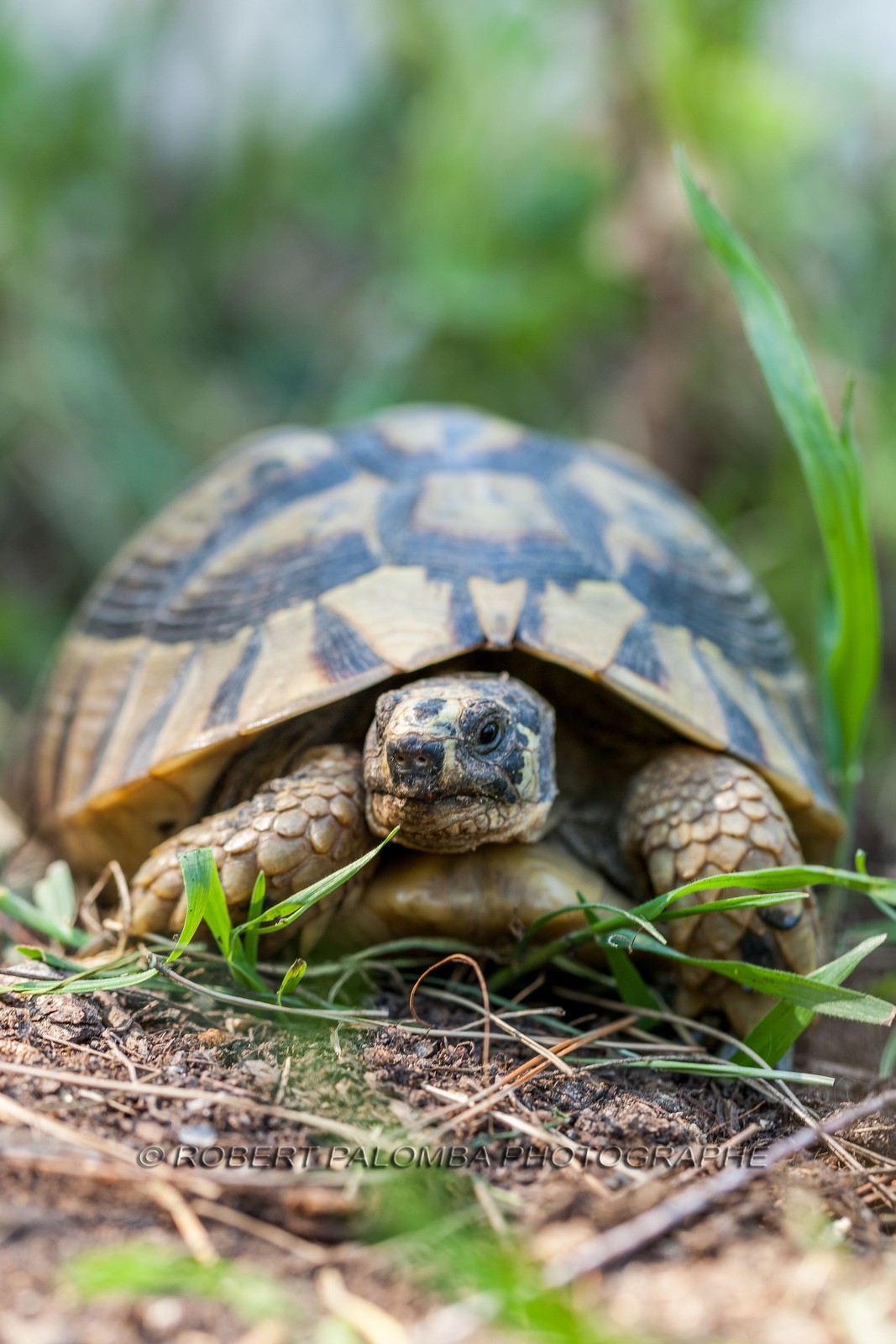Tortue d'Hermann,Testudo hermanni