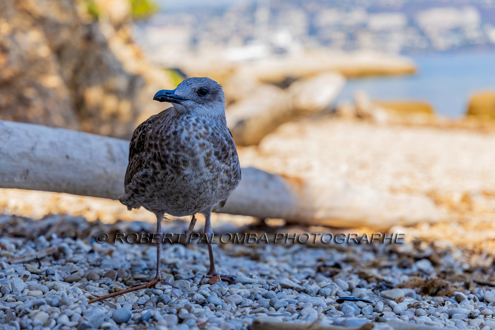 Lérins Sainte-Marguerite 2023