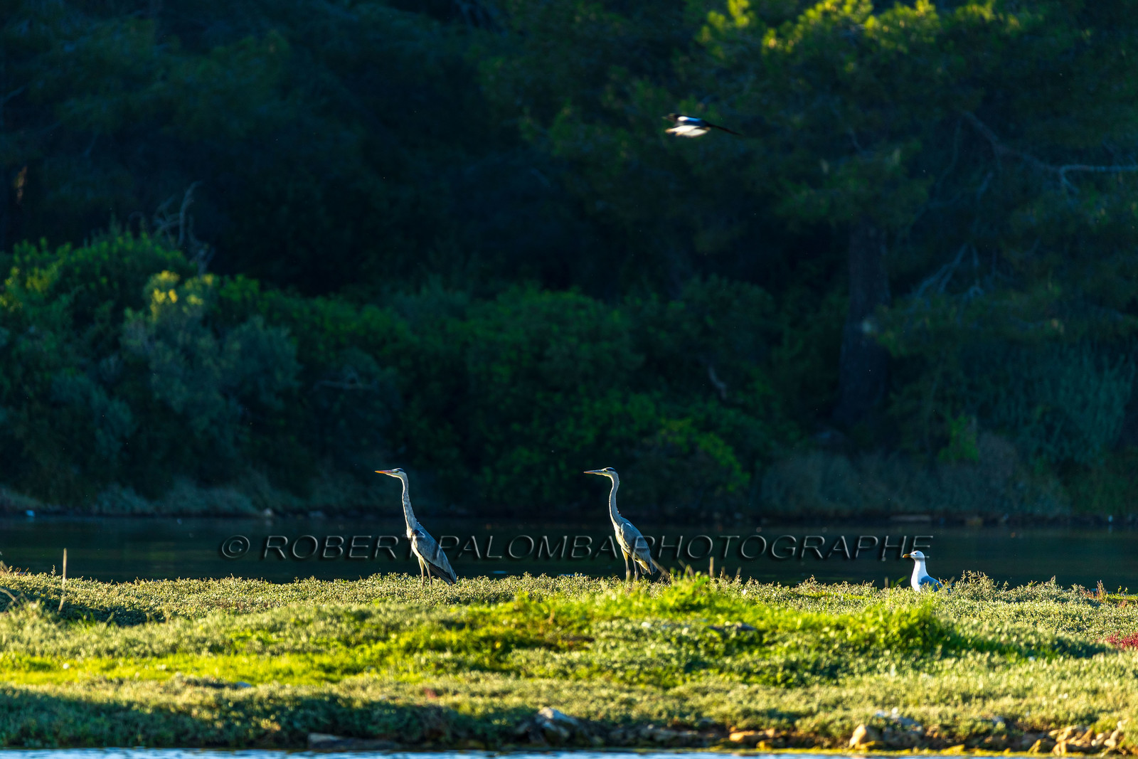 Lérins Sainte Marguerite 2024