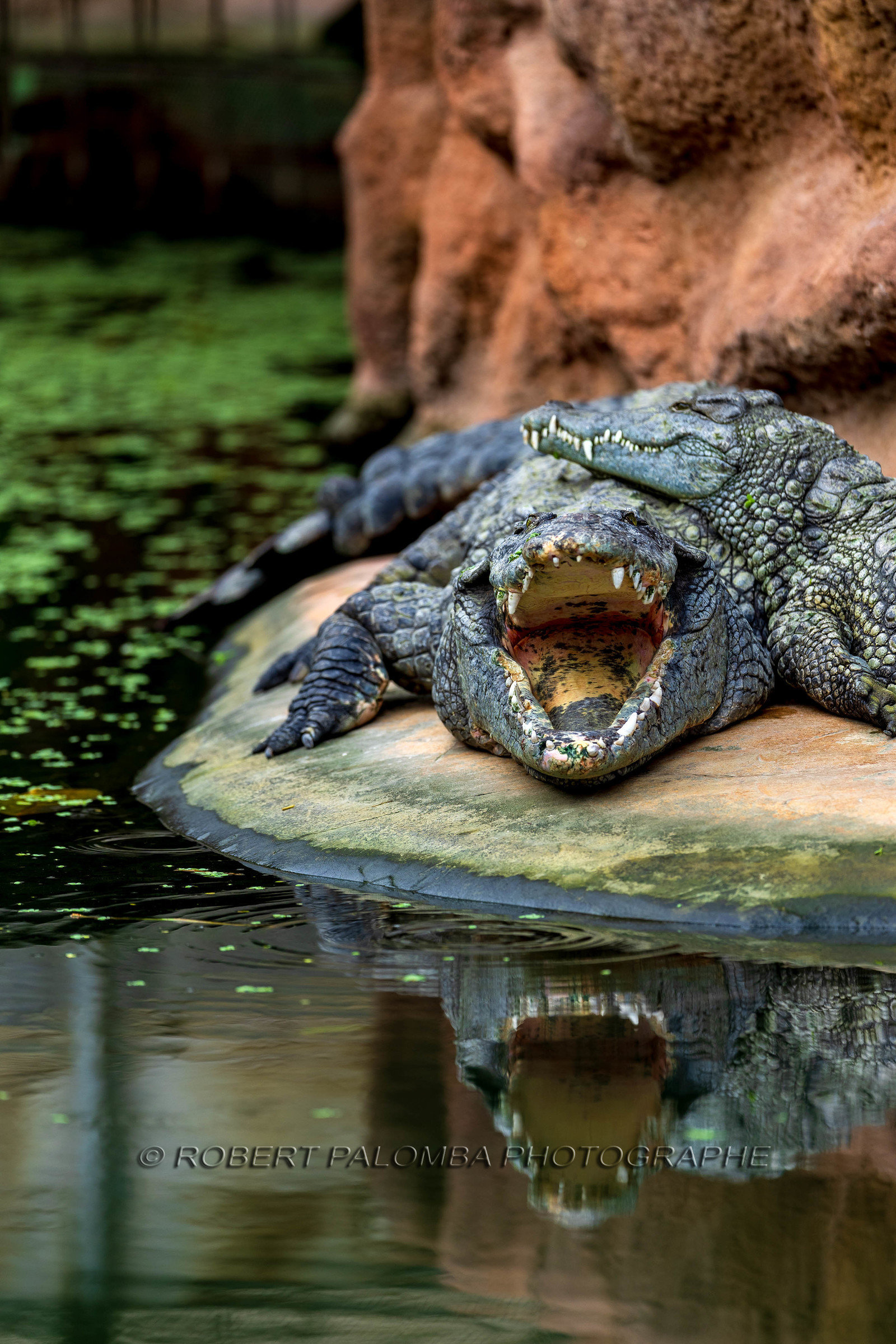 La Ferme aux crocodiles