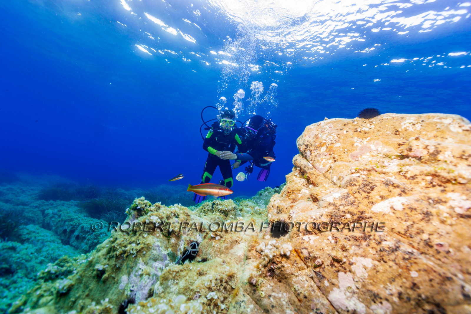 Plongée-sous-marine