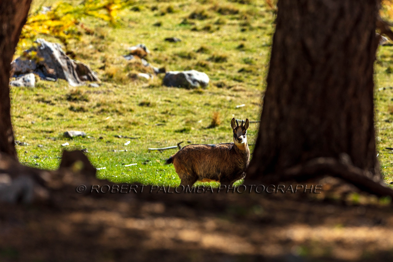 Chamois, Rupicapra rupicapra