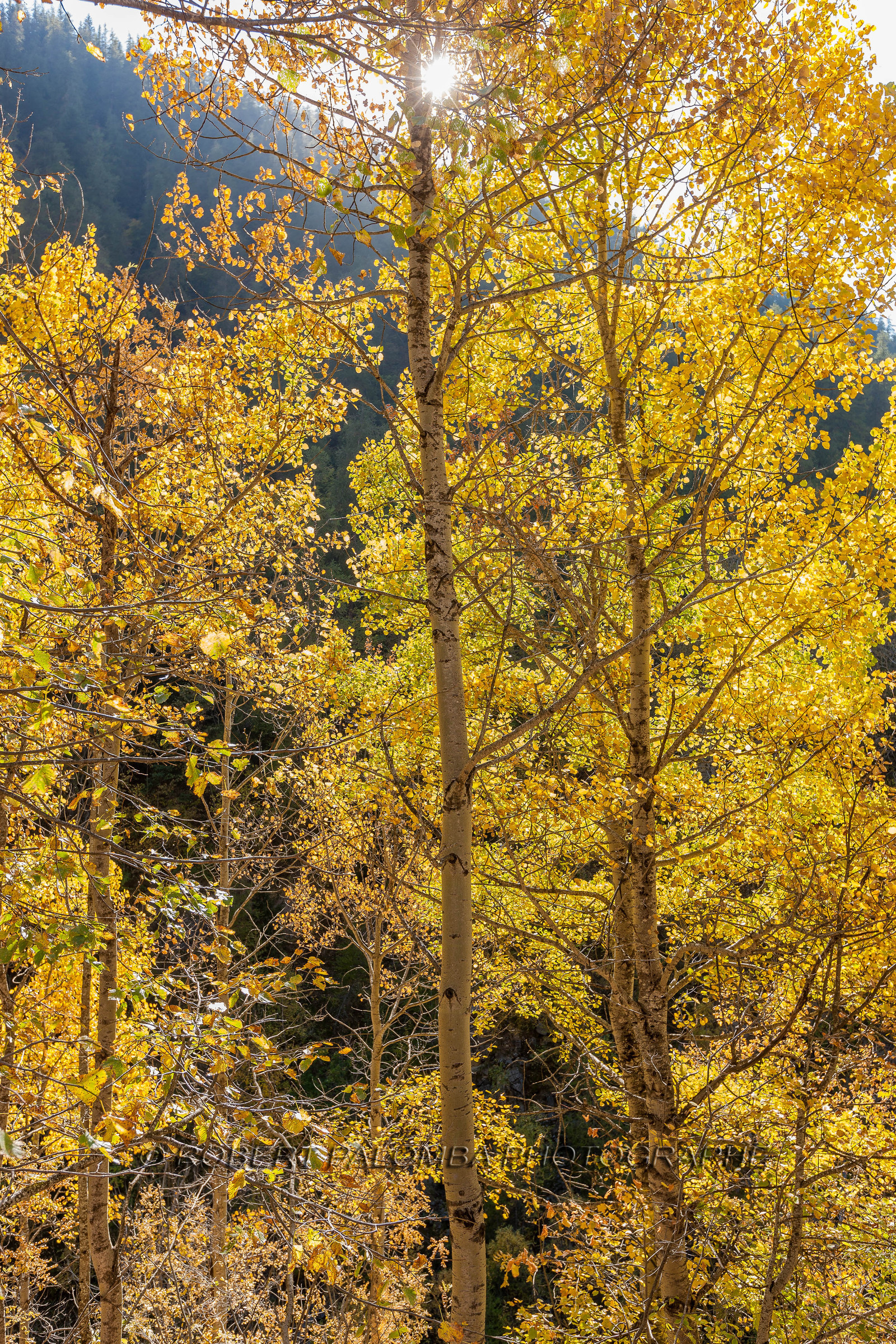 Saint-Dalmas-le-Selvage