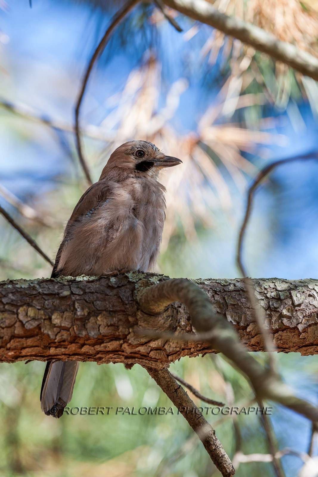 Geai des chênes, Garrulus glandarius