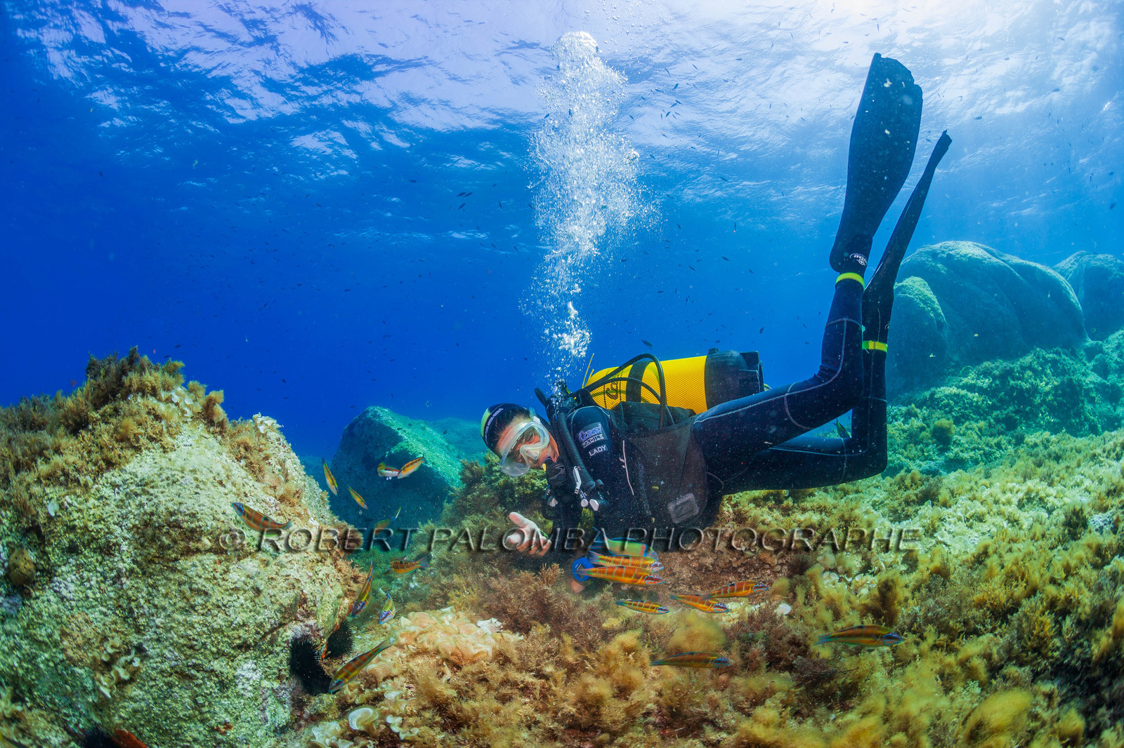 Plongée-sous-marine