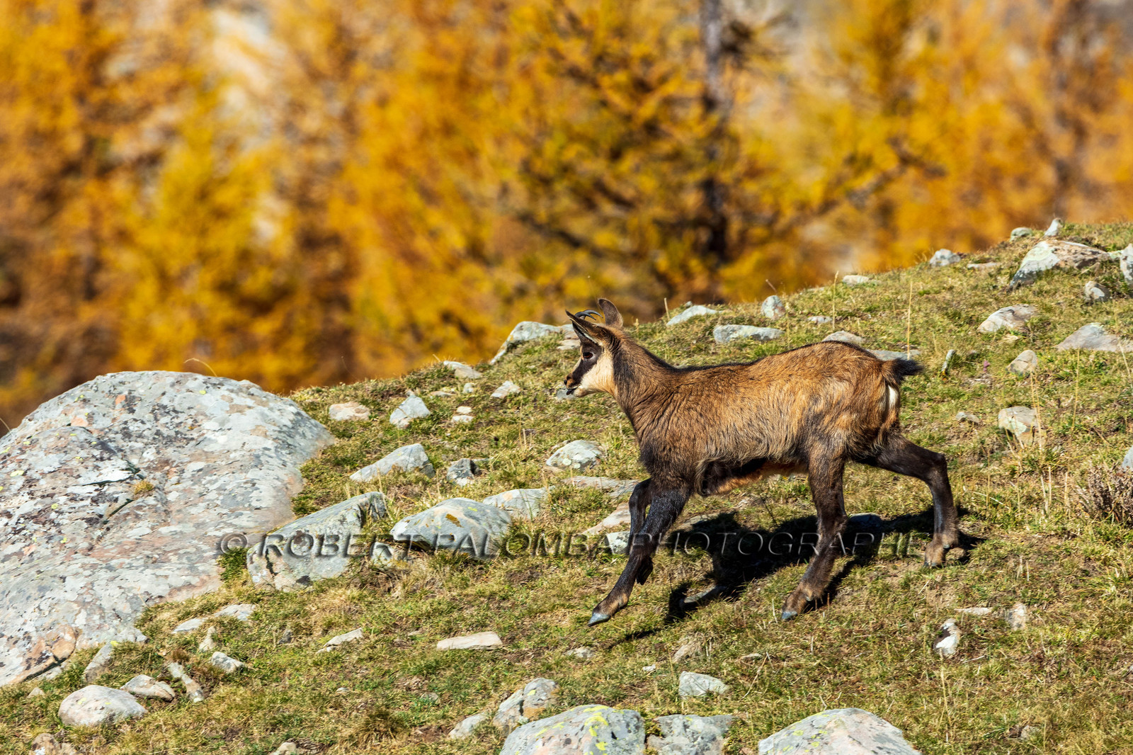 Chamois, Rupicapra rupicapra