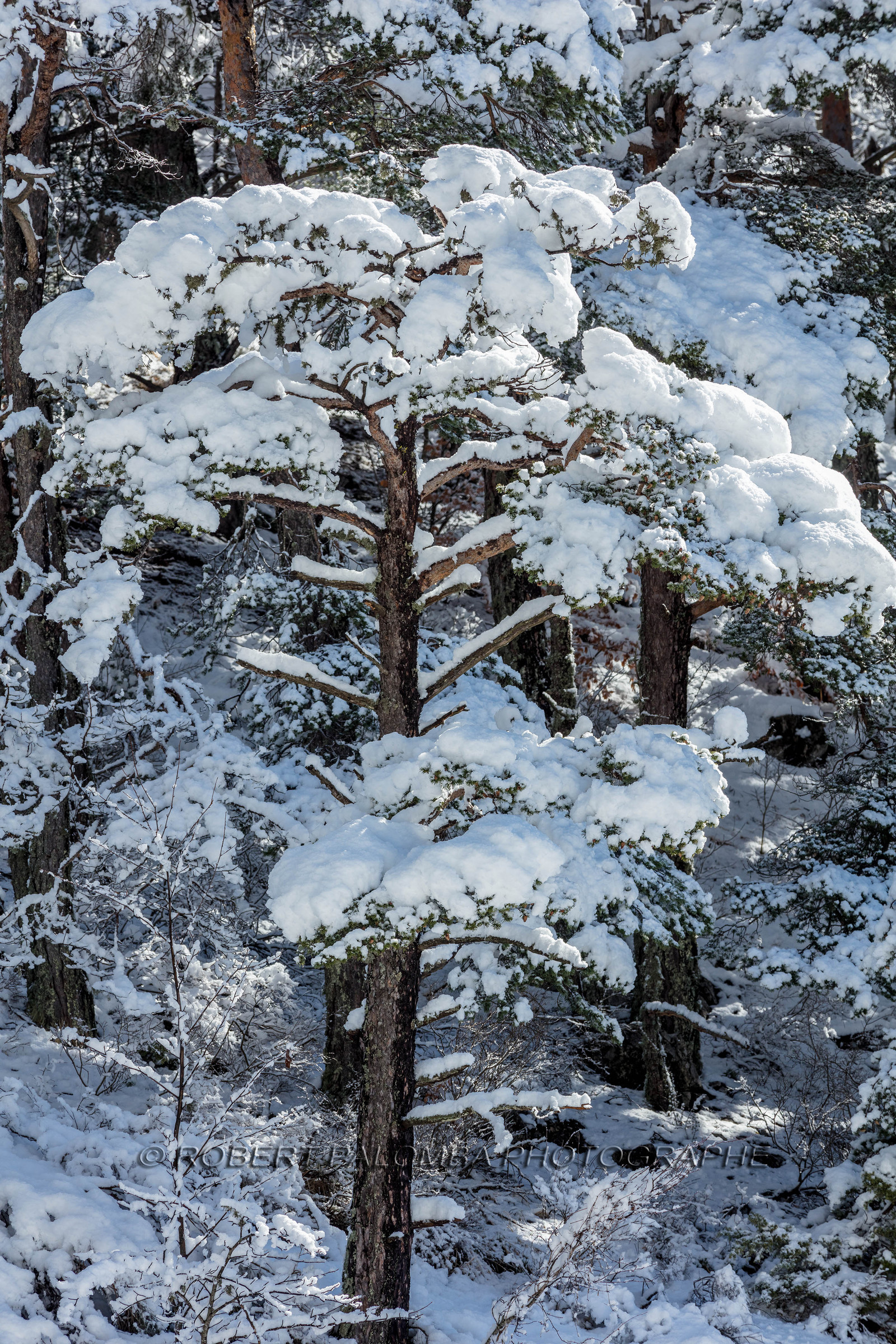 La Colle-Saint-Michel