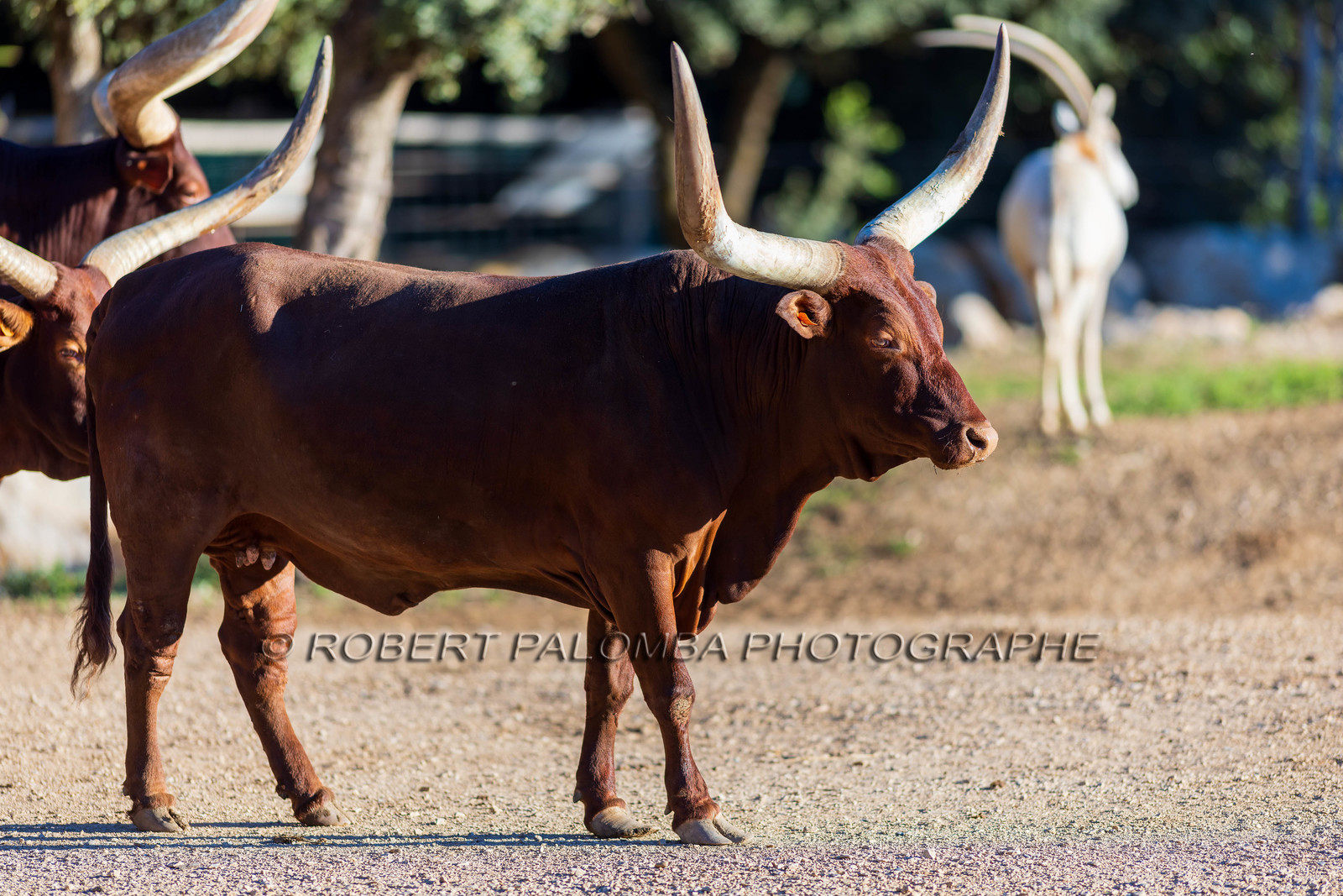 Parc animalier de la Barben