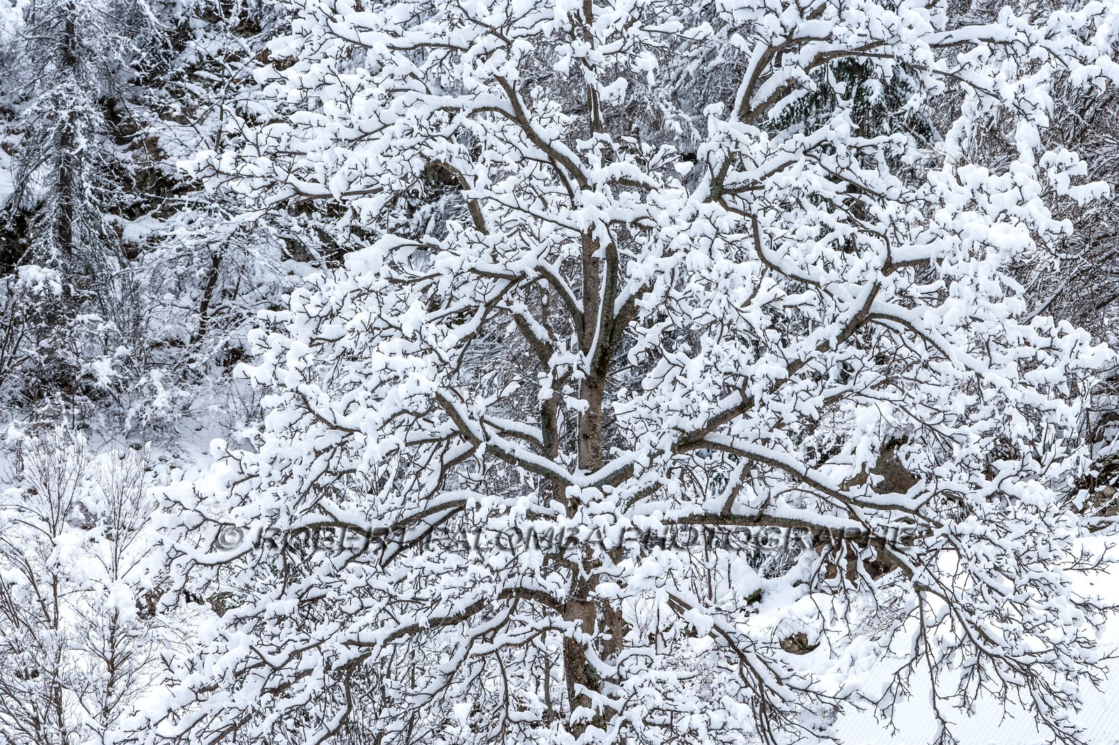 Saint-Dalmas-le-Selvage