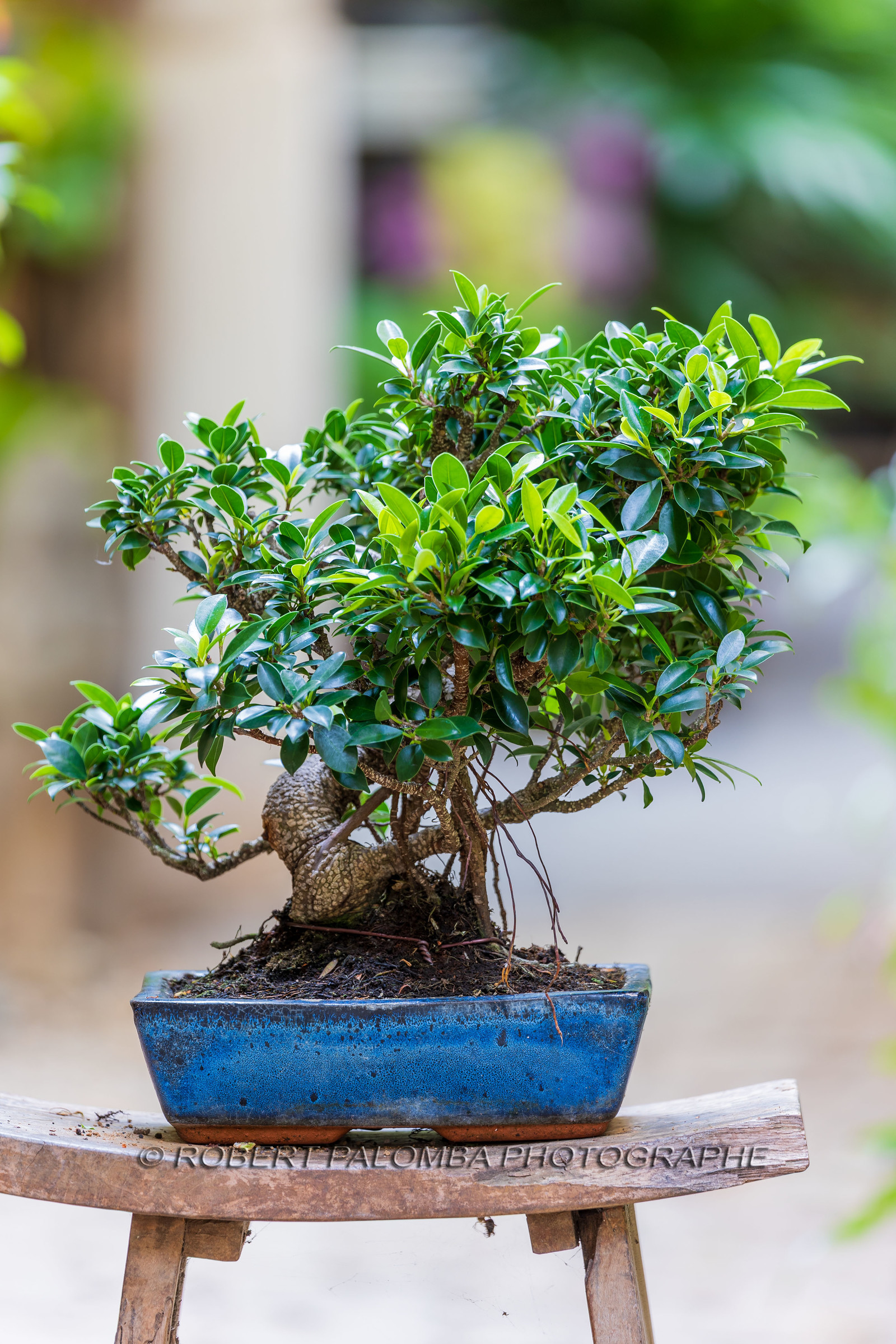 Bonsai