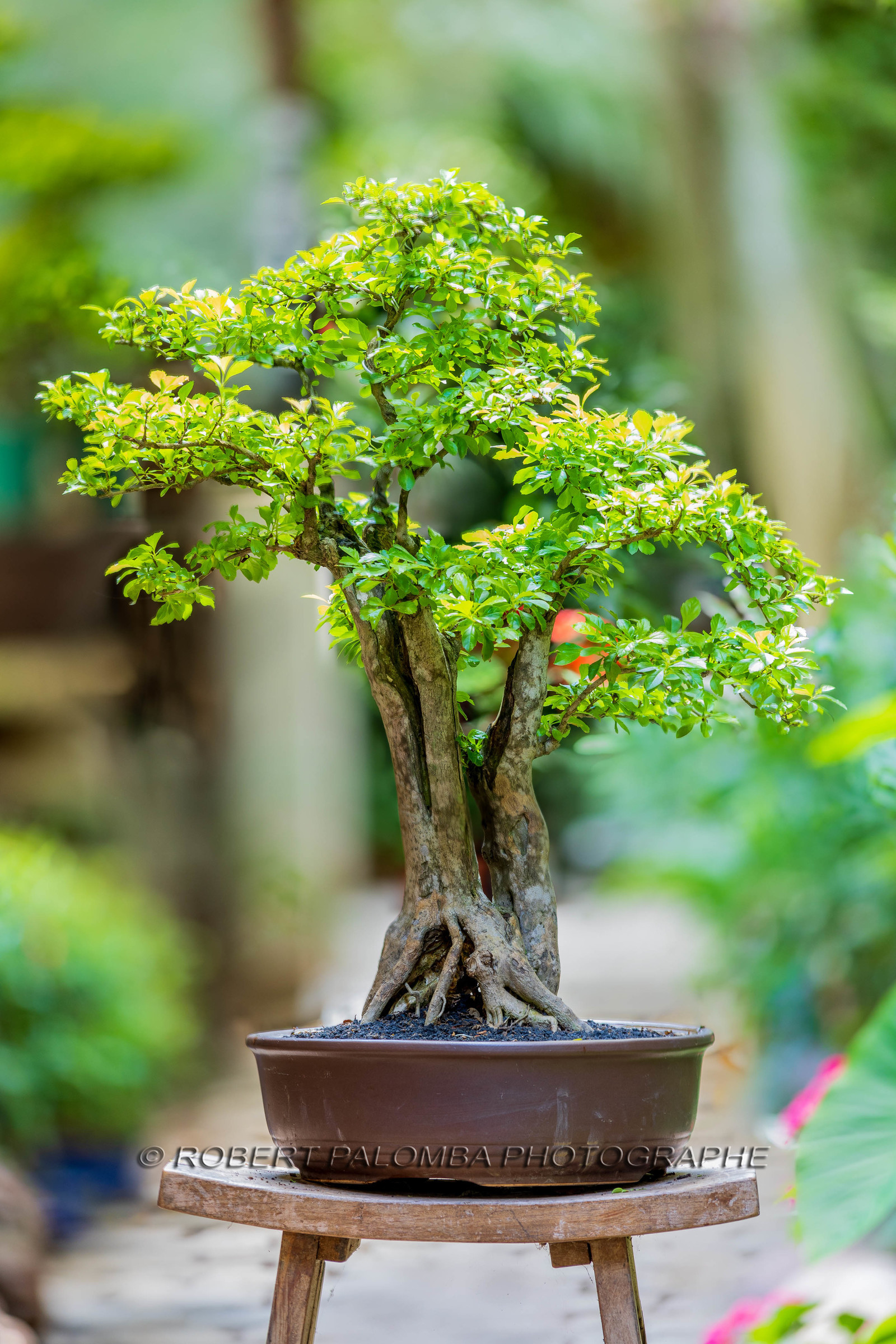 Bonsai Center