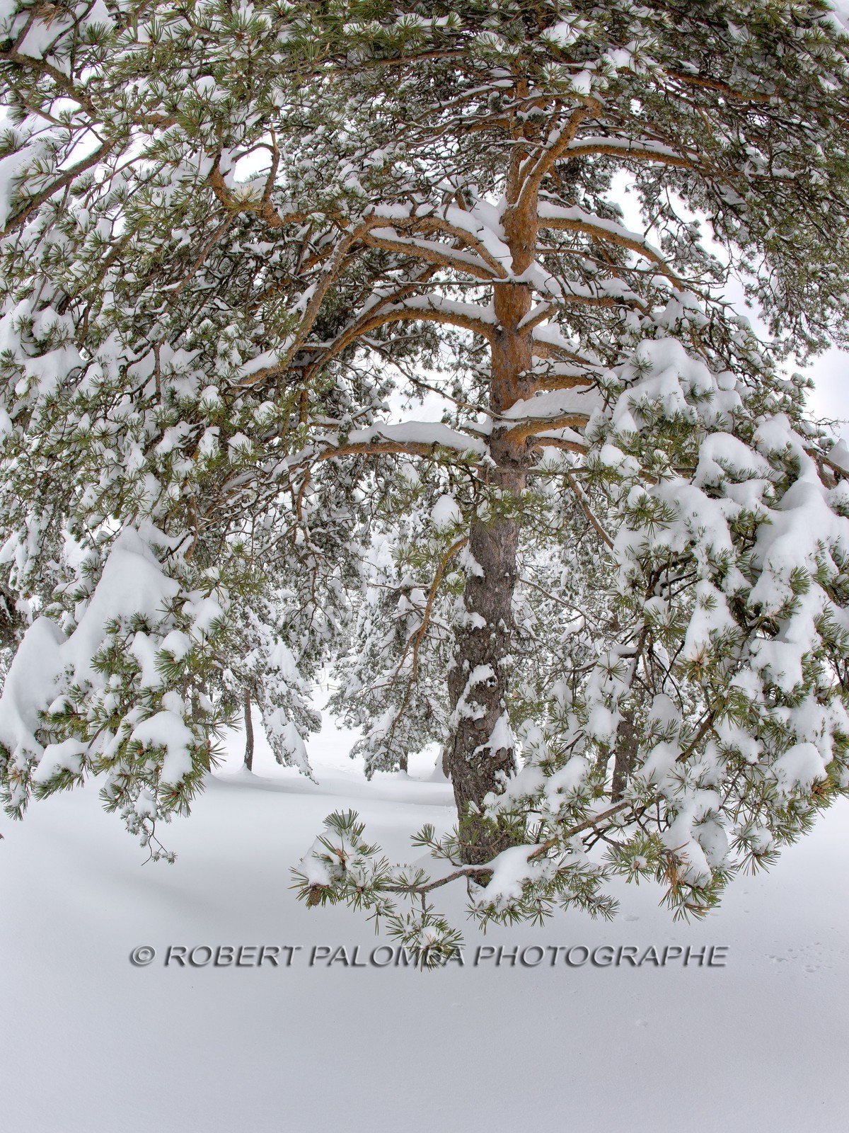 Arbres enneigés