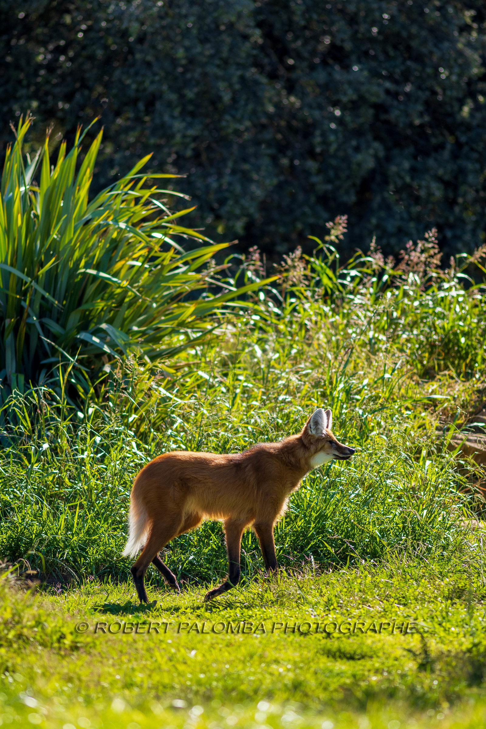 Parc animalier de la Barben