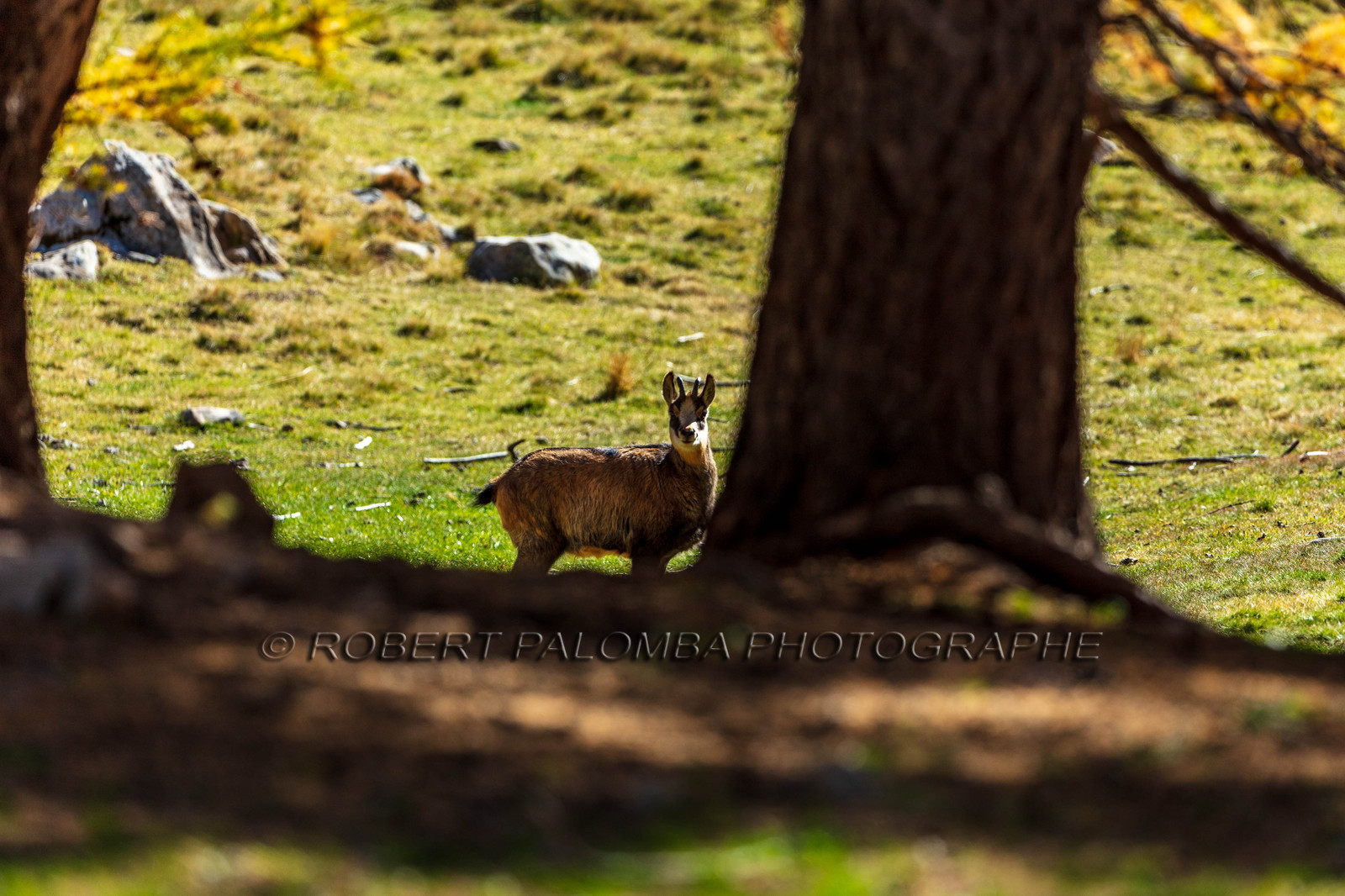 Chamois, Rupicapra rupicapra