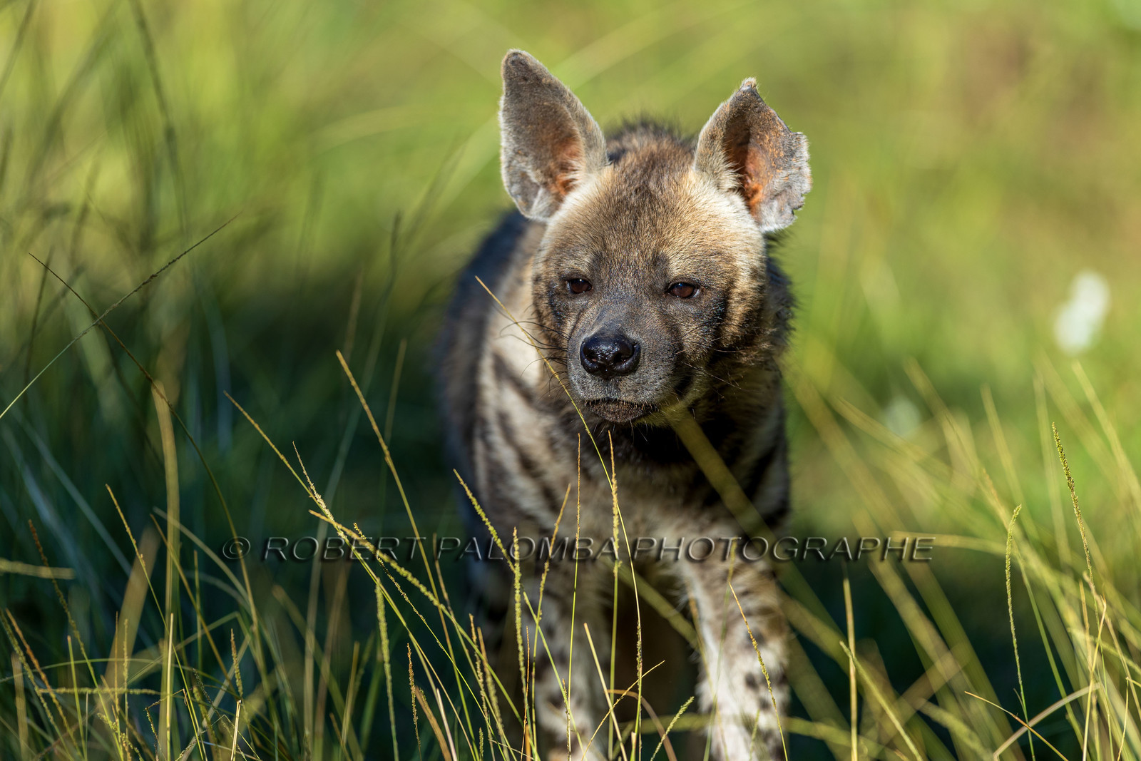 Parc animalier de la Barben