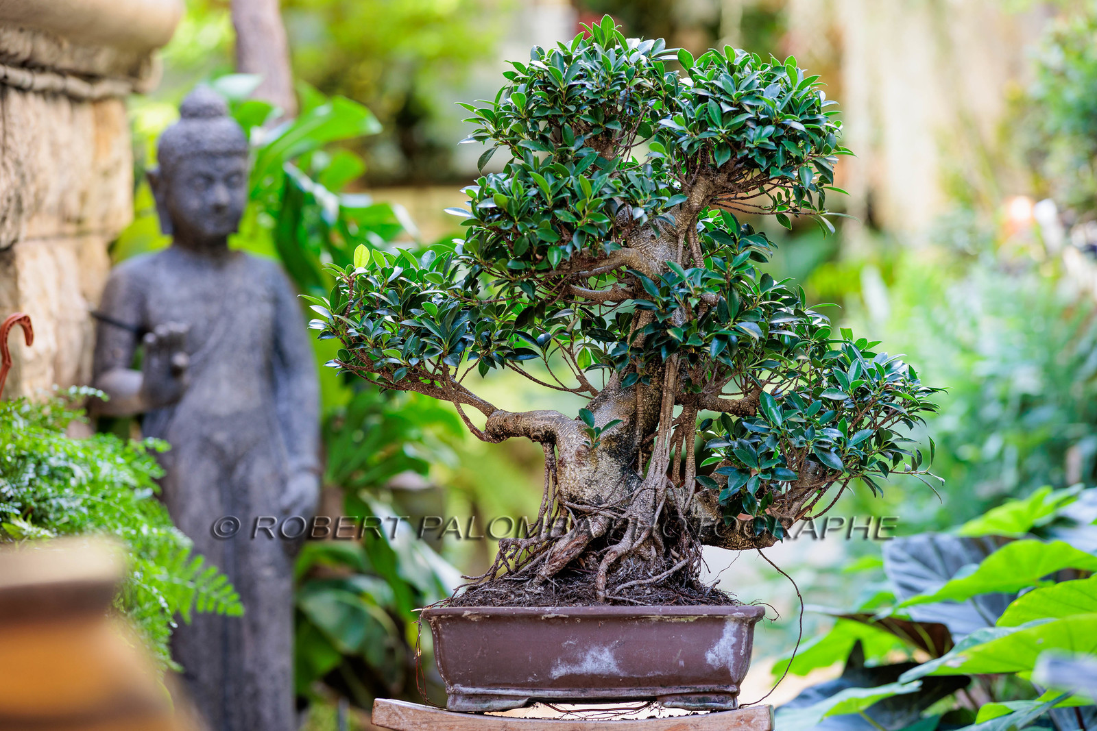 Bonsai Center