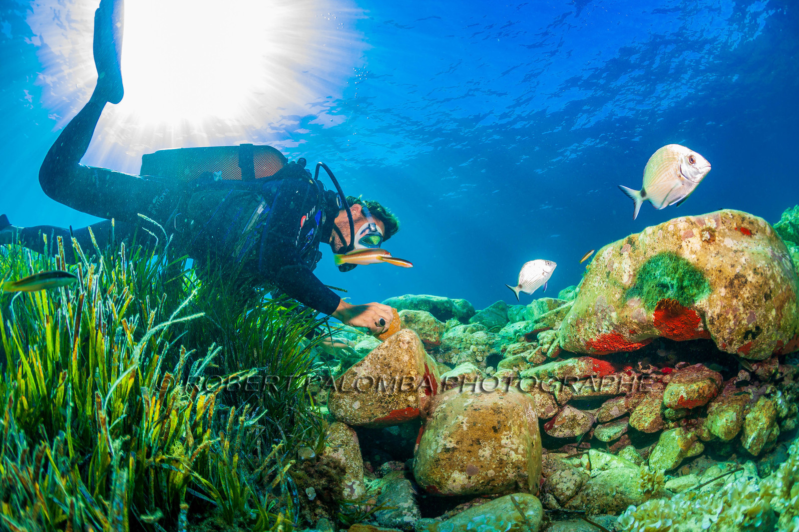 Plongée-sous-marine