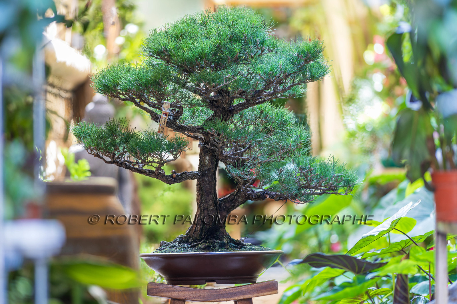 Bonsai Center
