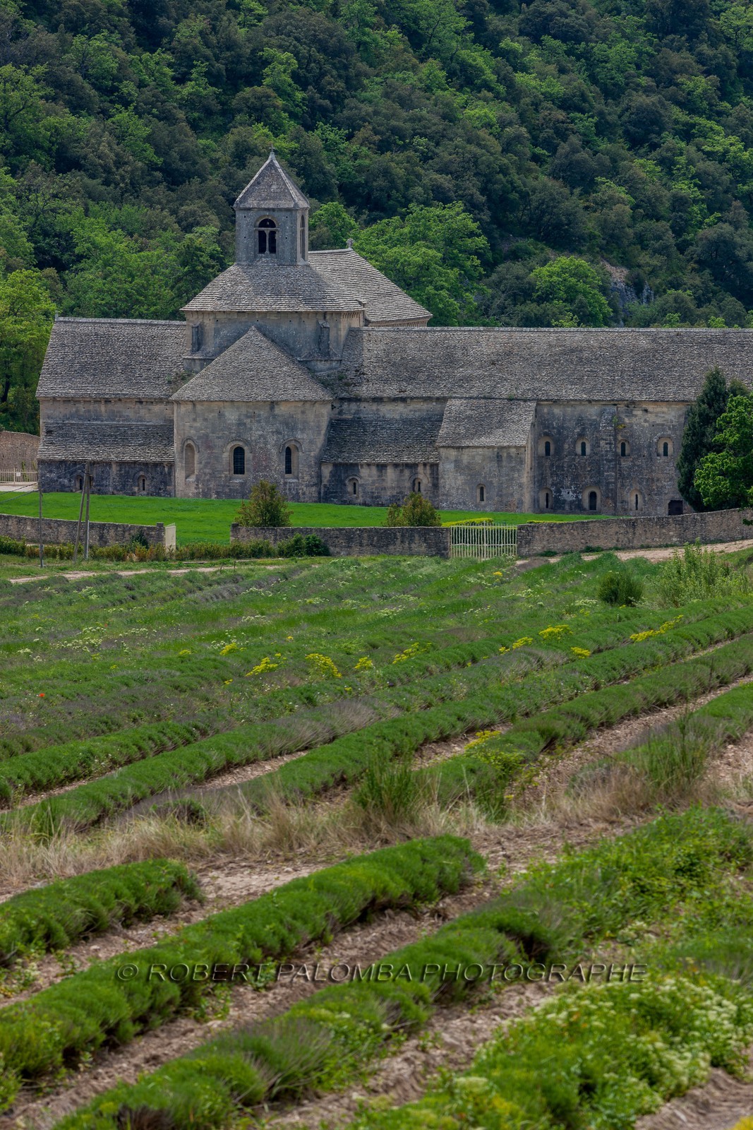Abbaye de Sénanque
