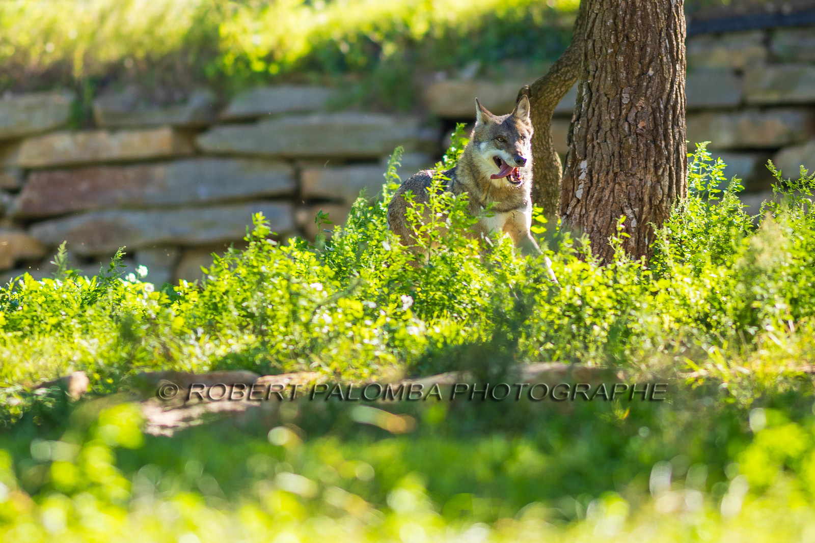Parc animalier de la Barben