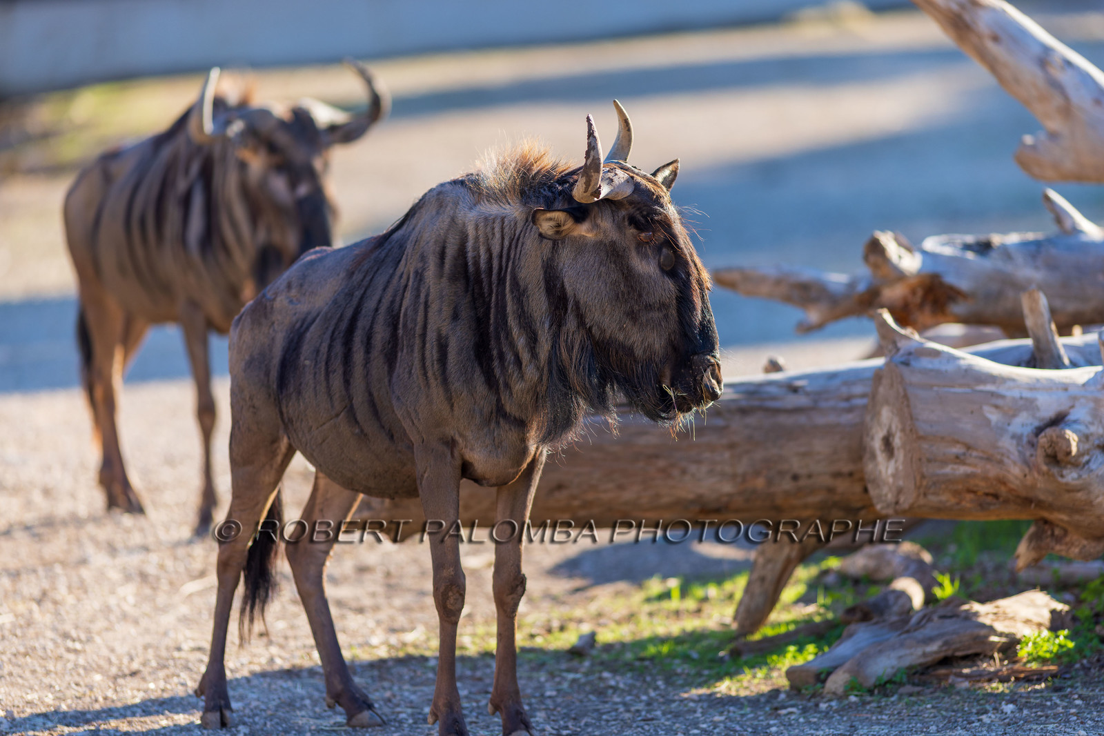 Parc animalier de la Barben