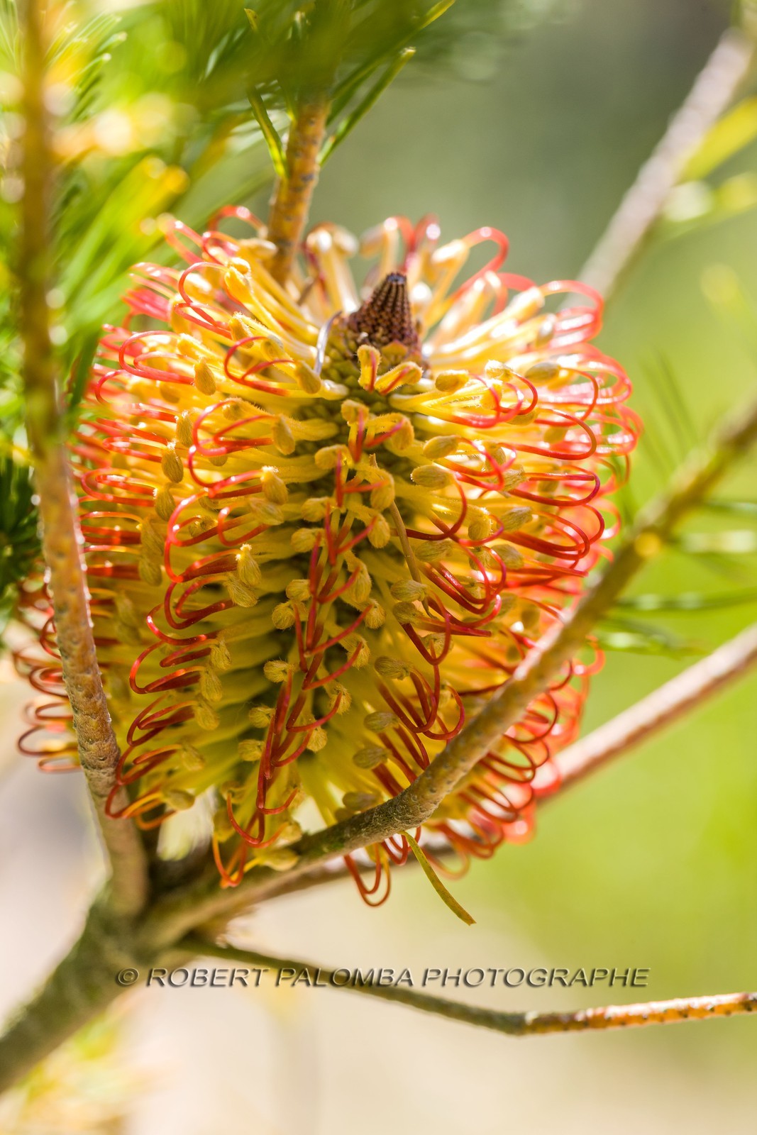 Banksia ericifolia