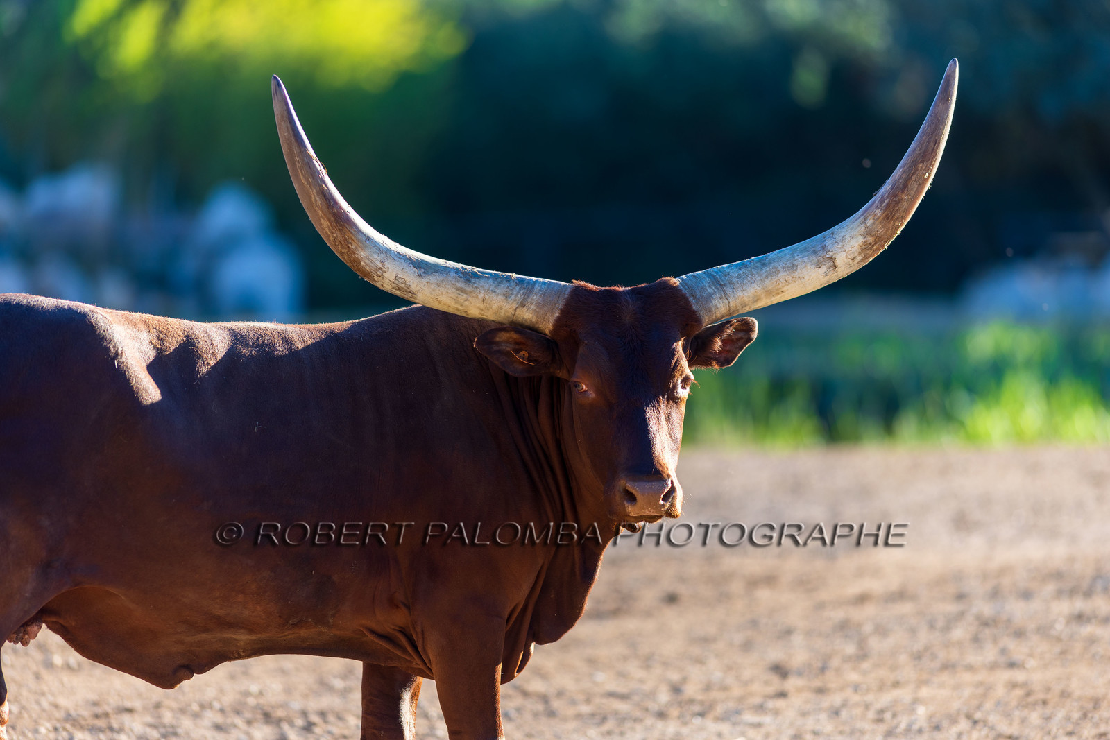 Parc animalier de la Barben