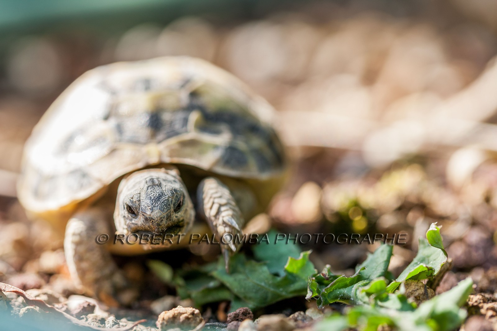 Tortue d'Hermann,Testudo hermanni