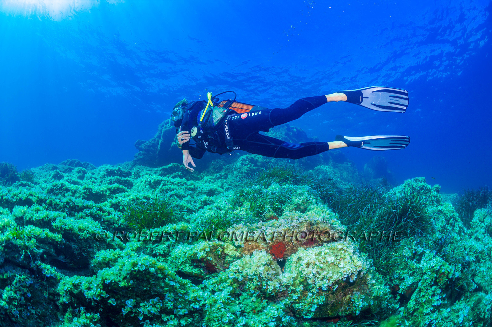 Plongée-sous-marine