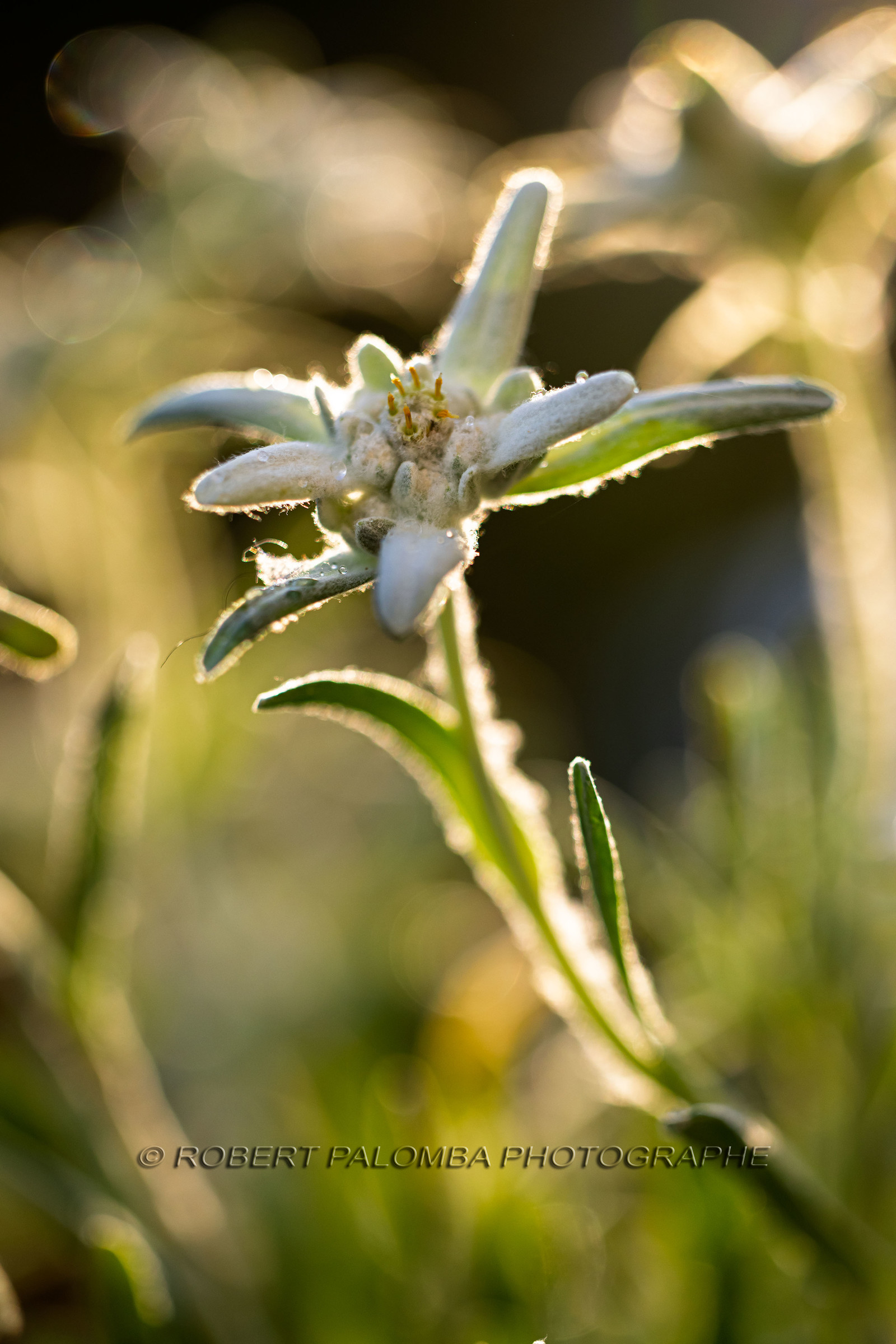 Edelweiss