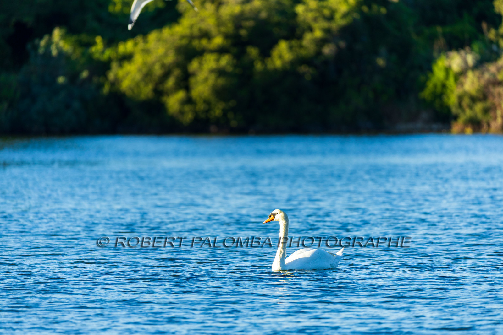 Lérins Sainte Marguerite 2024